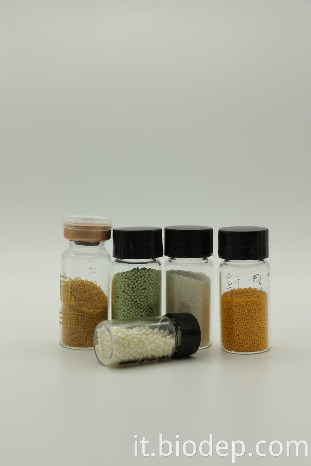 Lactobacillus Rhamnosus